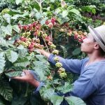 Kopi Robusta Cibulao