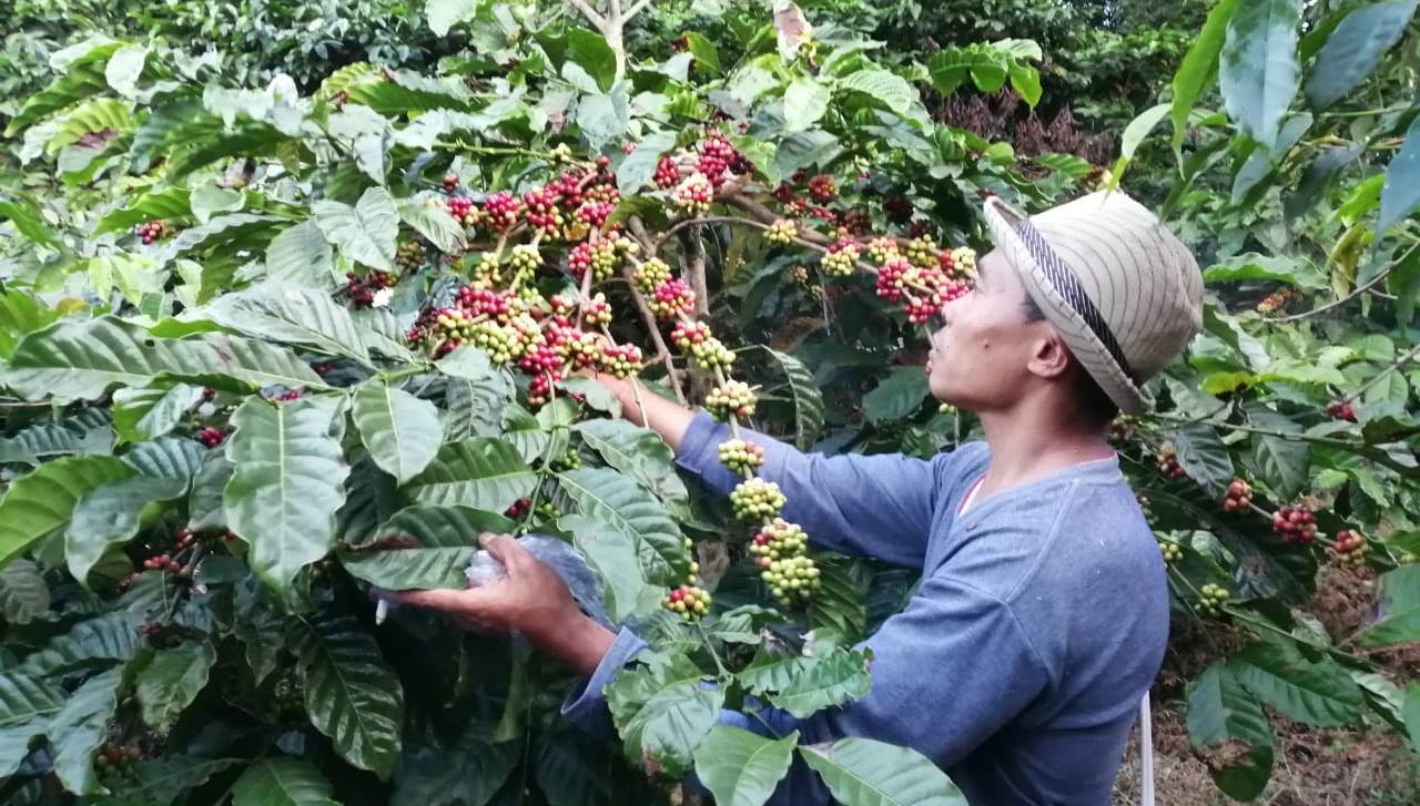 Kopi Robusta Cibulao