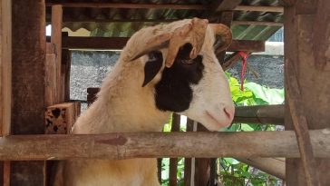 Kambing Bertanduk 5